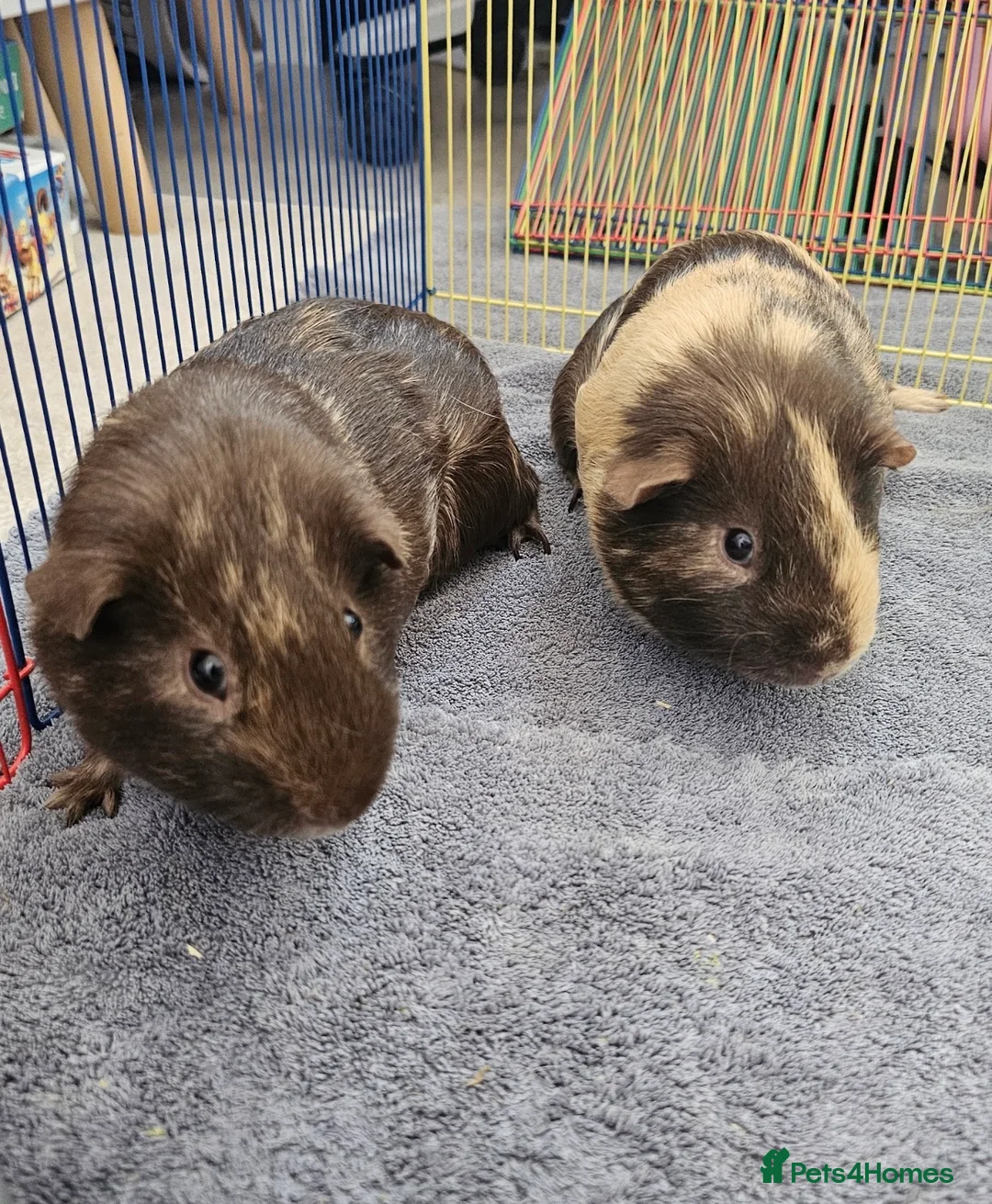 Guinea Pig rodents for sale: Two adorable male guinea pigs for sale <1 year old - Advert 1
