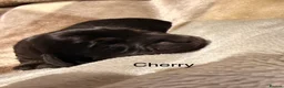 Dachshund dogs for sale: Black and cream longhaired miniature dachshund  - Advert 6