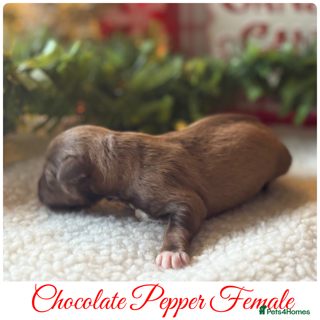 Miniature Schnauzer dogs for sale: KC BVA H/T Wheaten, Chocolate Parti Mini Schnauzer in Castleford - Advert 7