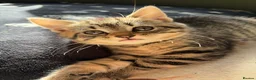 Mixed Breed cats for sale: 🐾 Beautiful Tabby Kittens ready to go ❤️ - Advert 5