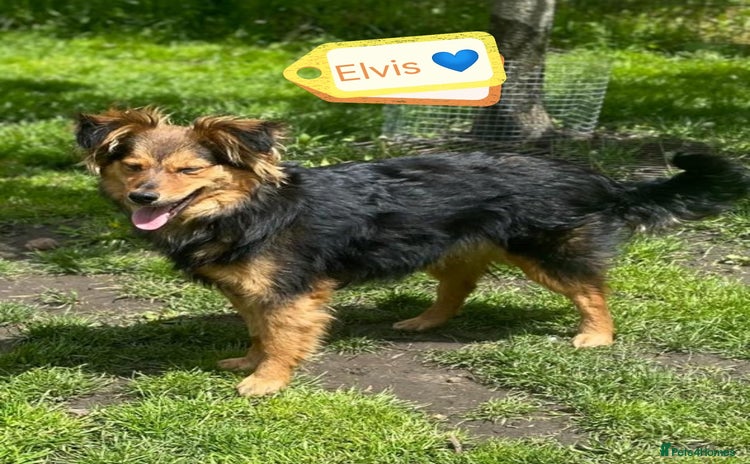Mixed Breed dogs - Advert 3