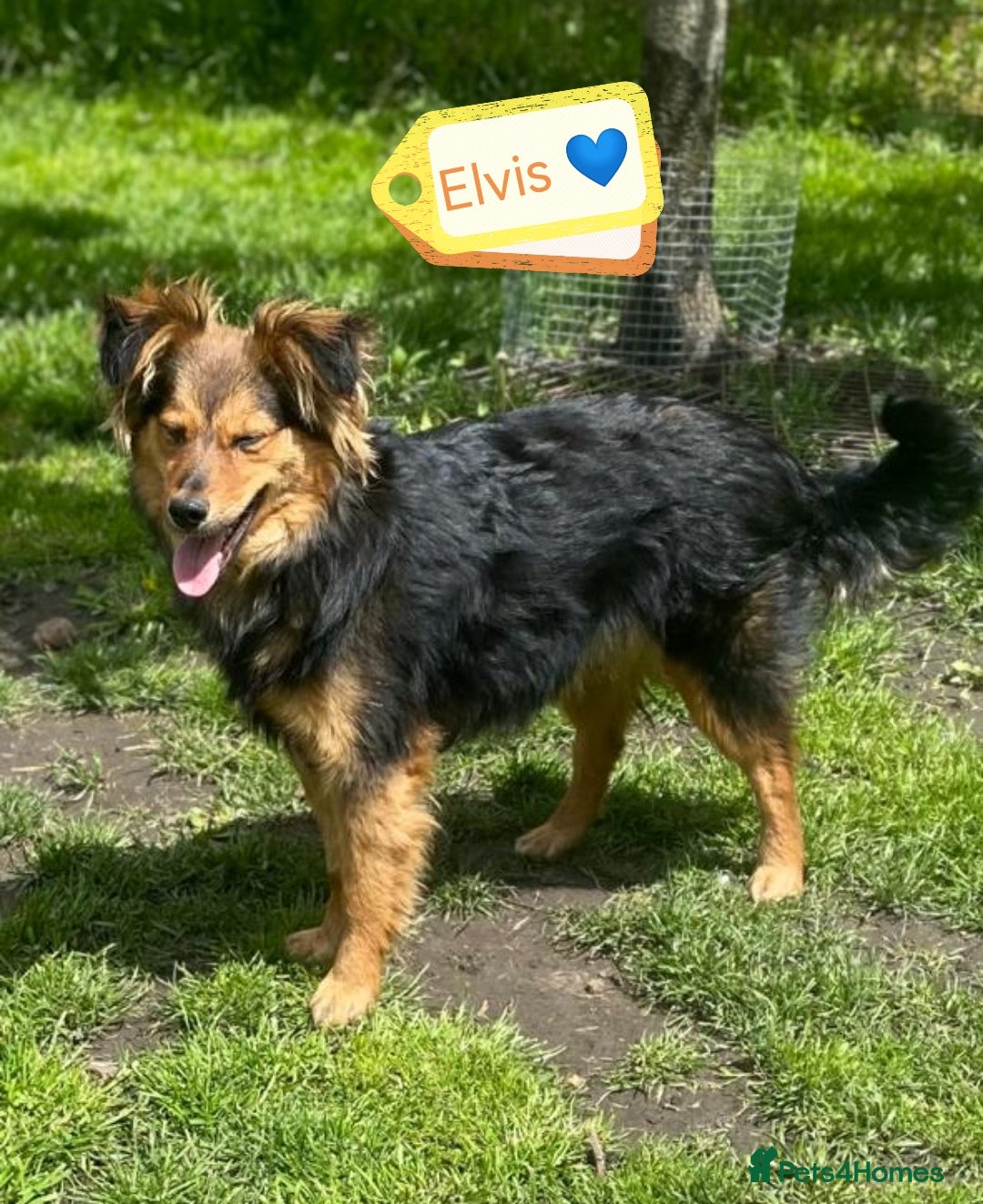 Mixed Breed dogs for adoption: 💙🐶 ELVIS 🐶💙 - Image 1