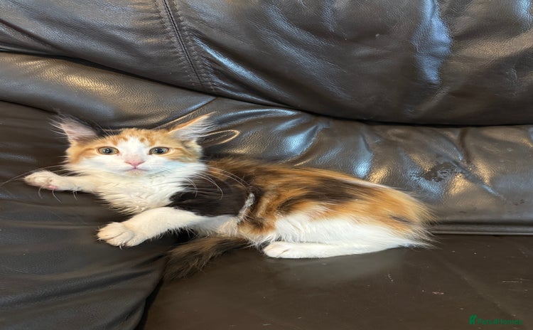 Maine Coon cats for sale in Romford - Advert 1