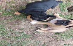 French Bulldog dogs for sale: BINGO  - Image 21