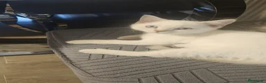 Ragdoll 1