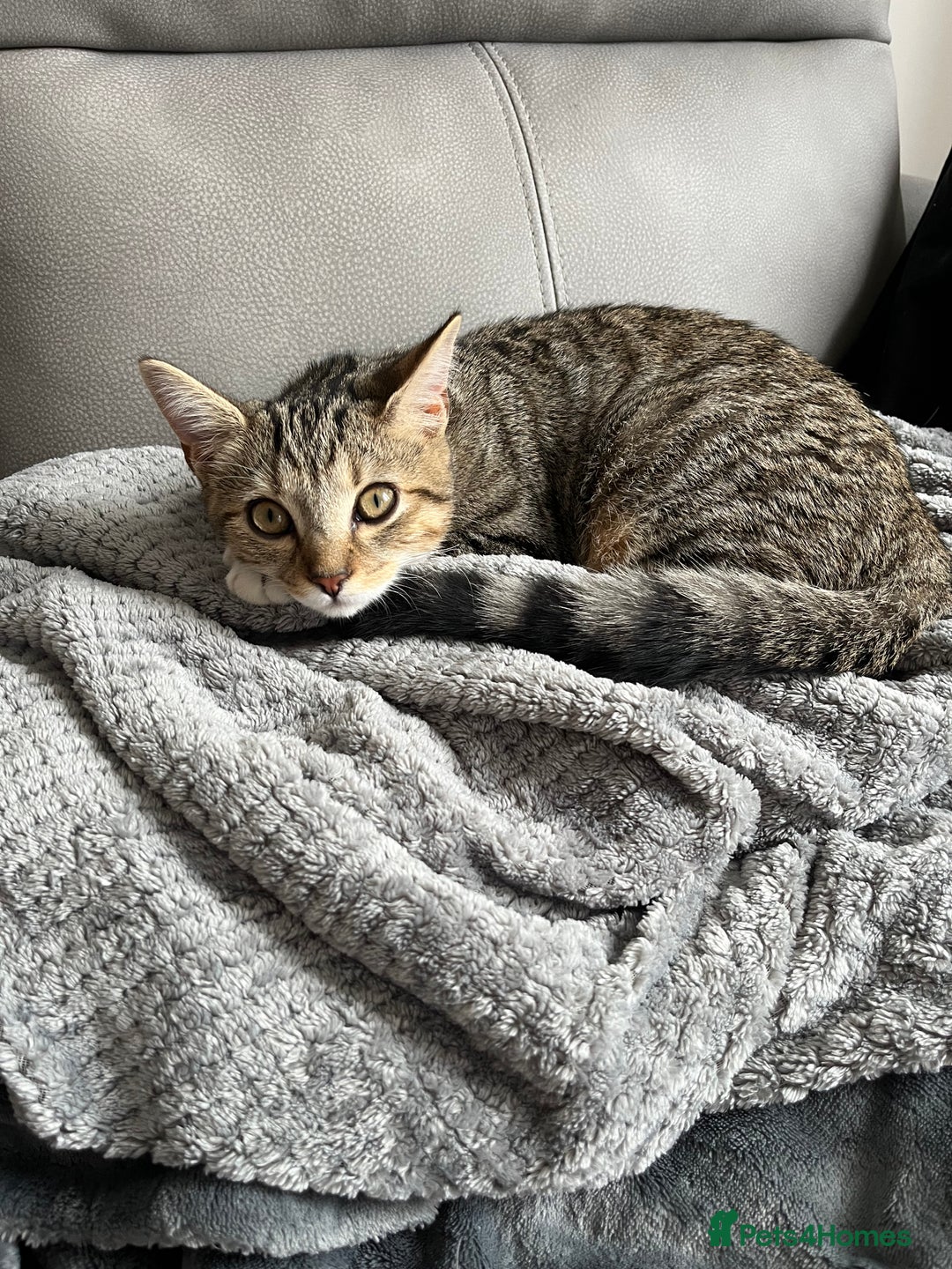 Mixed Breed cats for sale: Hazel,  ** ! - Advert 3