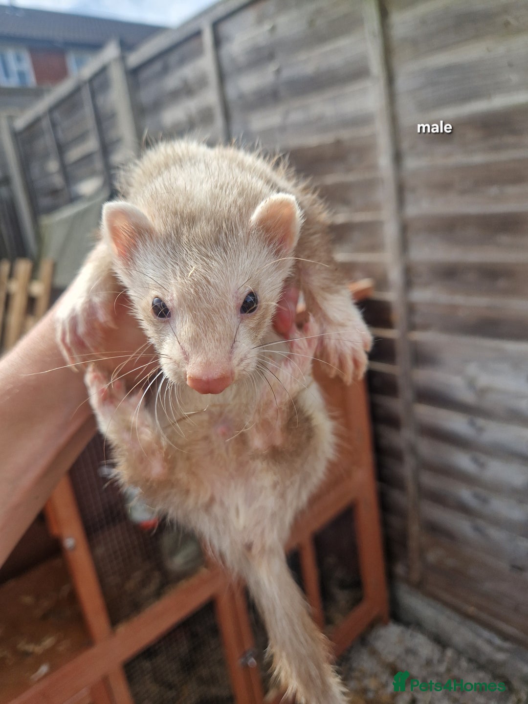 Ferret rodents for sale: Baby ferrets  - Image 3