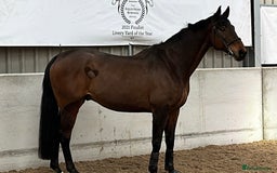 Irish Sports horses for sale: Happy Hacker / Companion  - Image 7