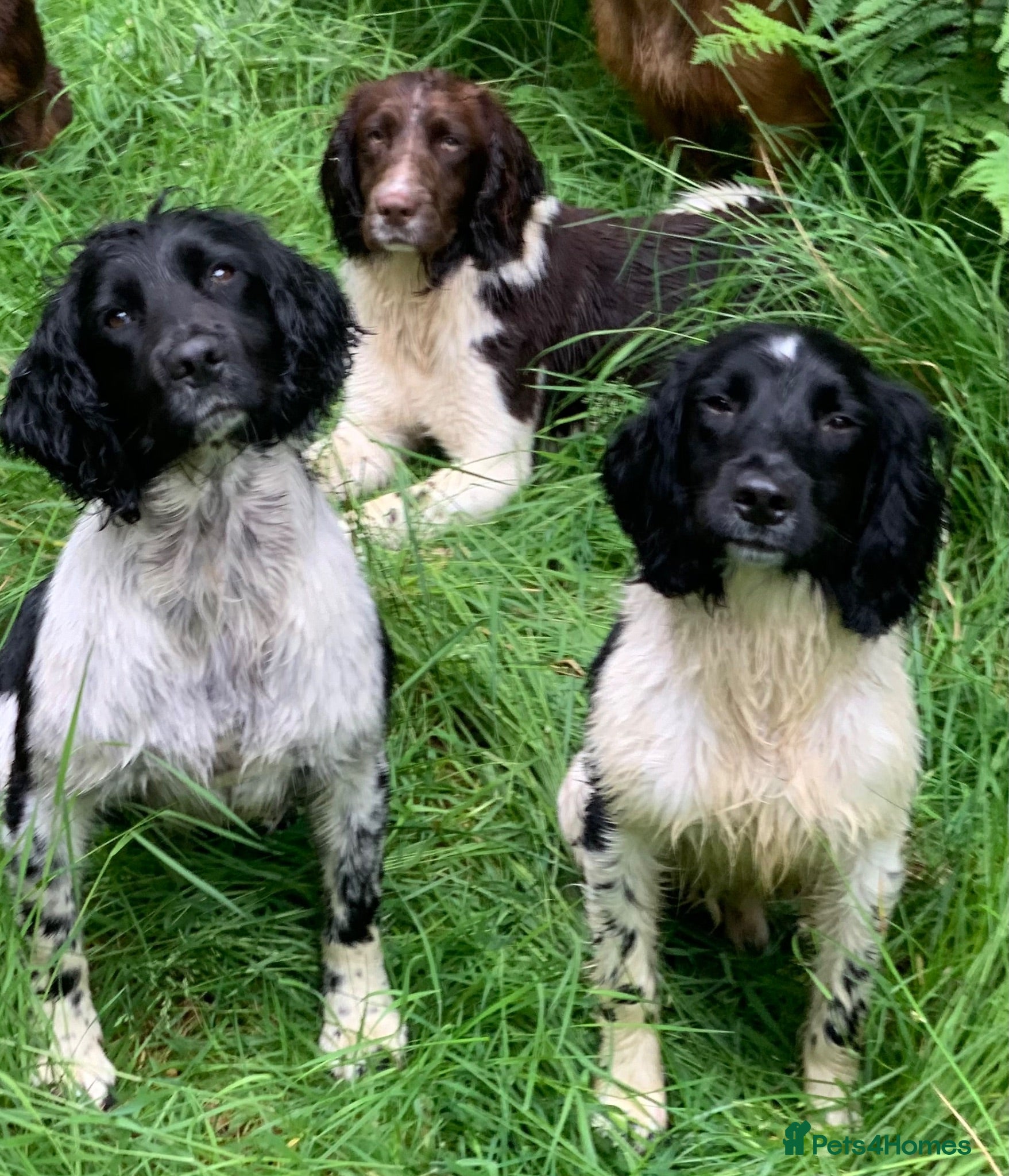English Springer Spaniel dogs HEALTH TESTED FTCH bred springers for stud - Advert 4