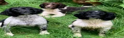 English Springer Spaniel dogs for stud: HEALTH TESTED FTCH bred springers for stud - Advert 1