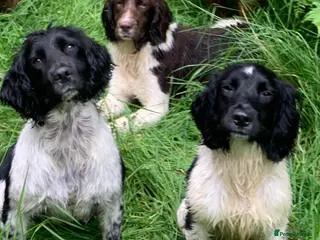 English Springer Spaniel dogs HEALTH TESTED FTCH bred springers for stud - Advert 1