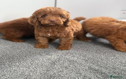 Cockapoo dogs for sale: Beautiful cockapoo puppies  - Image 4