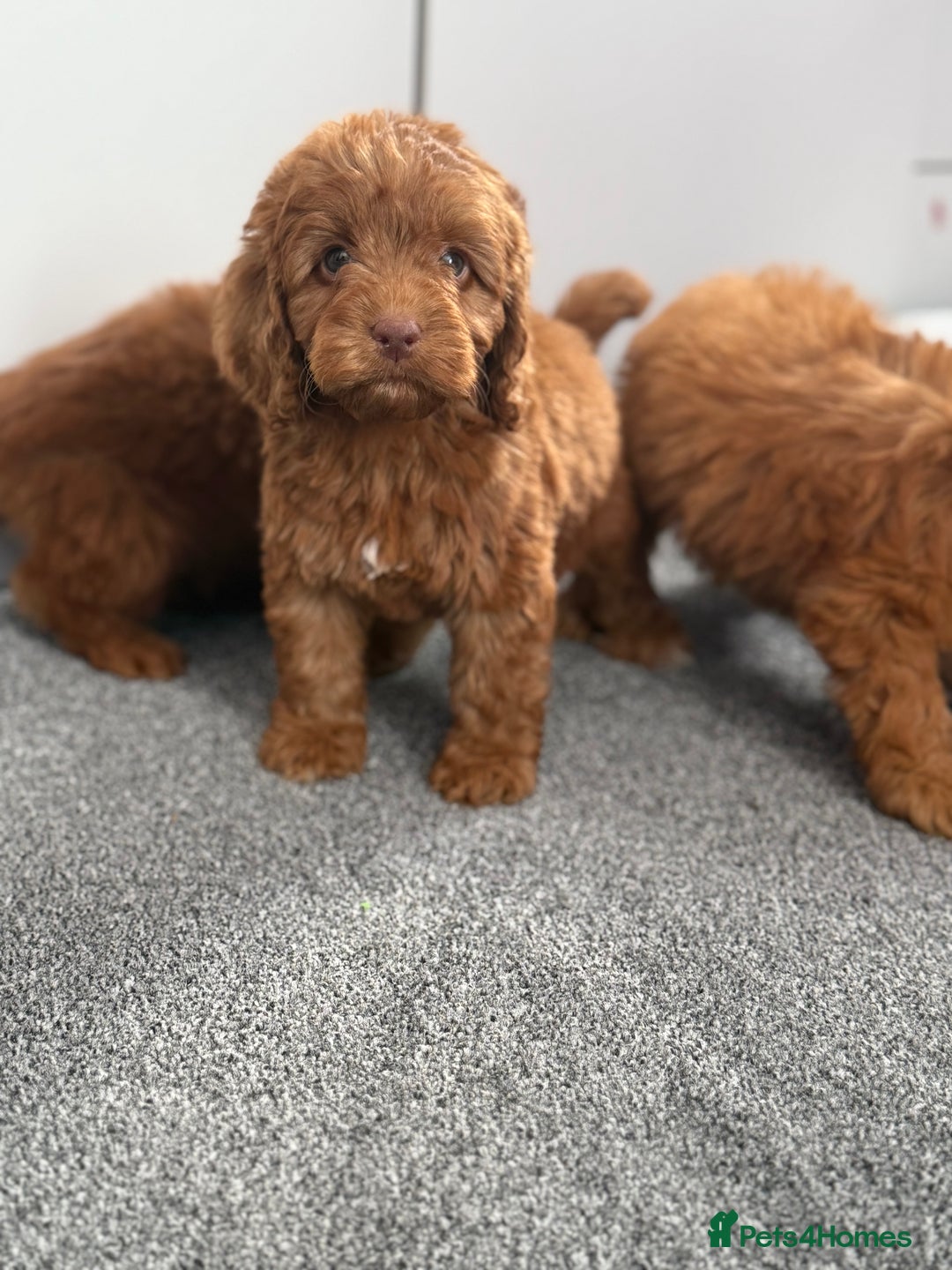 Cockapoo dogs for sale: Beautiful cockapoo puppies  - Image 4