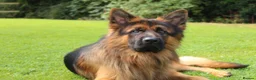 German Shepherd dogs for stud: Long Haired German Shephard For Stud  - Advert 7