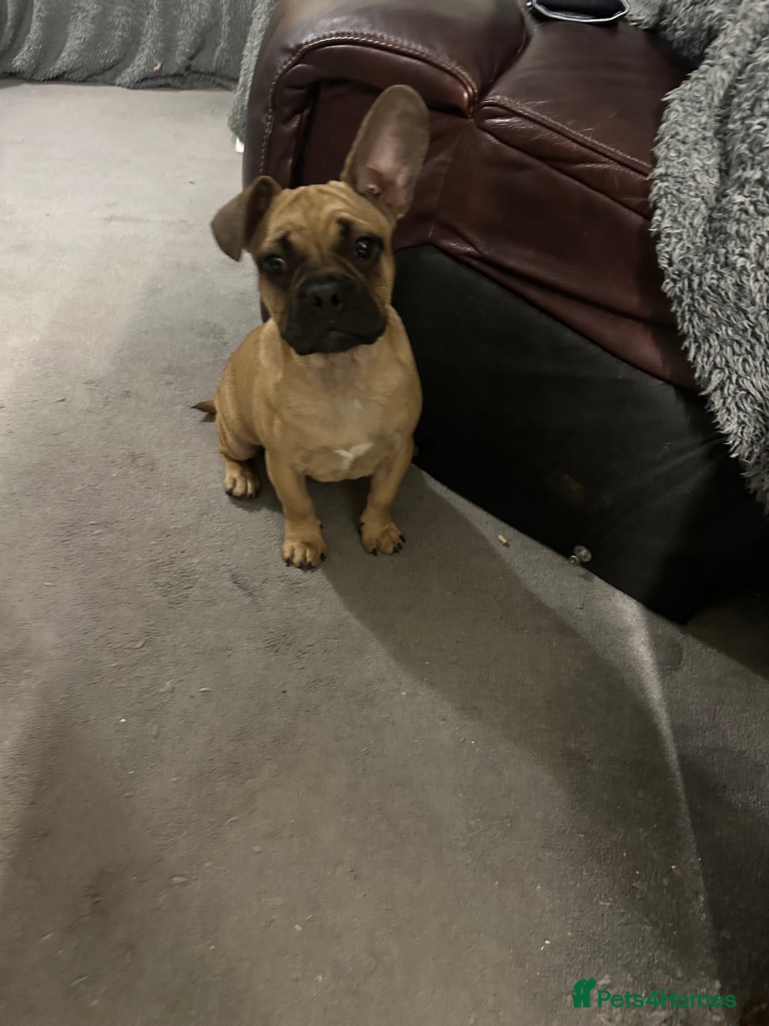 Mixed Breed dogs for sale: French bulldog x English bulldog  - Image 1