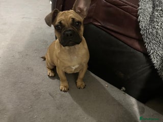 Mixed Breed dogs for sale - Advert 1