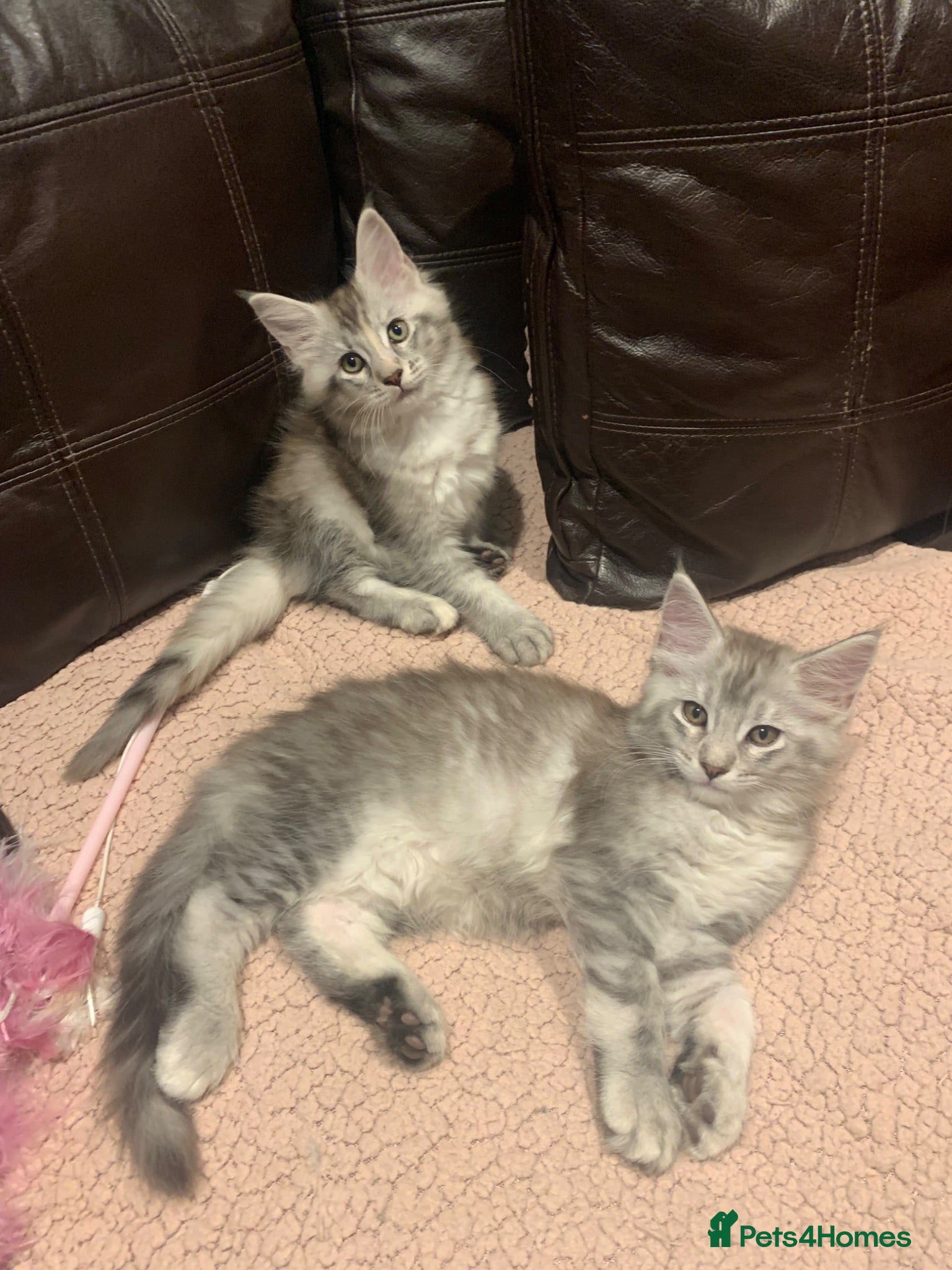 Maine Coon cats Pedigree GCCF Registered Maine Coon kittens - Advert 2