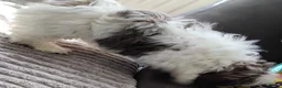 Shih Tzu dogs for sale: Ive 2 puppys ready to leave  - Advert 3
