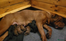 Mixed Breed dogs for sale: Douge de bordeaux x Presa Canerio  - Image 1