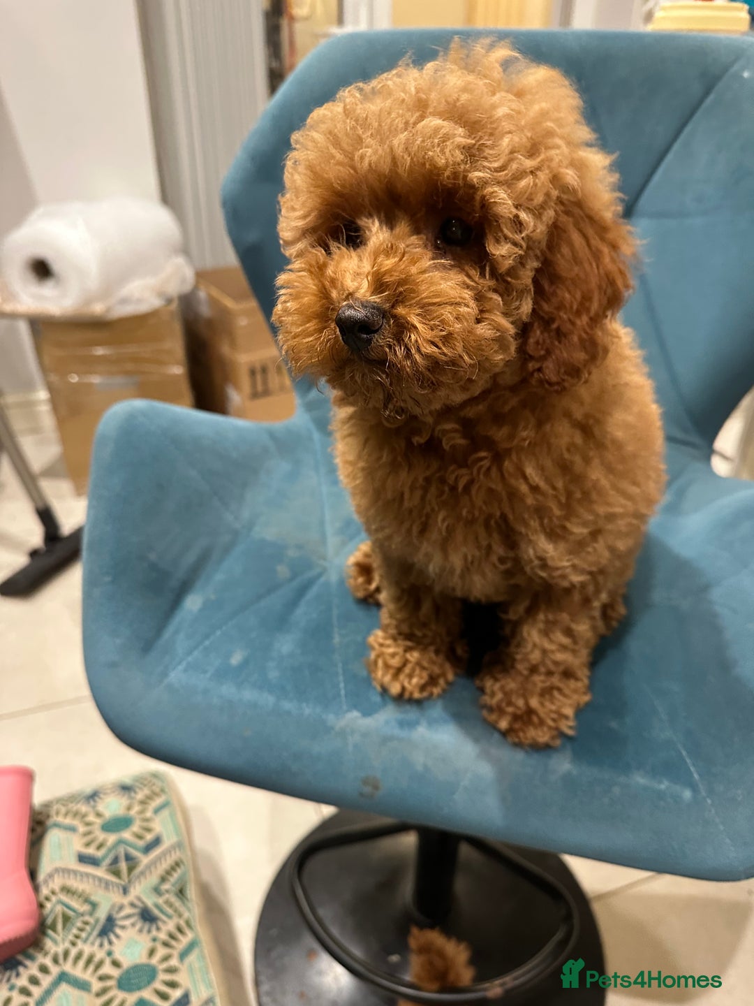 Miniature Poodle dogs for sale: lovely miniature poodle puppies - Image 15