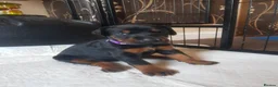 Dobermann dogs for sale: Adorable Doberman puppies  - Advert 32