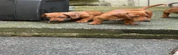 Dachshund dogs for sale: last boy, ready now £700 - Advert 4