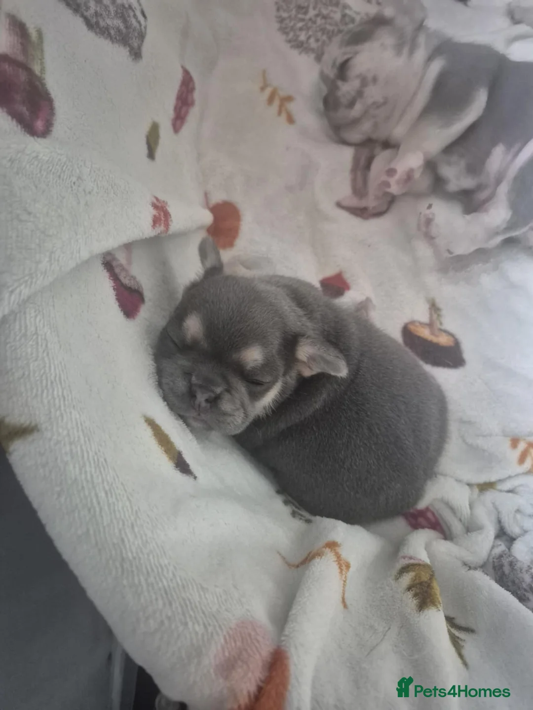 French Bulldog dogs for sale: French Bulldog puppies - Advert 6
