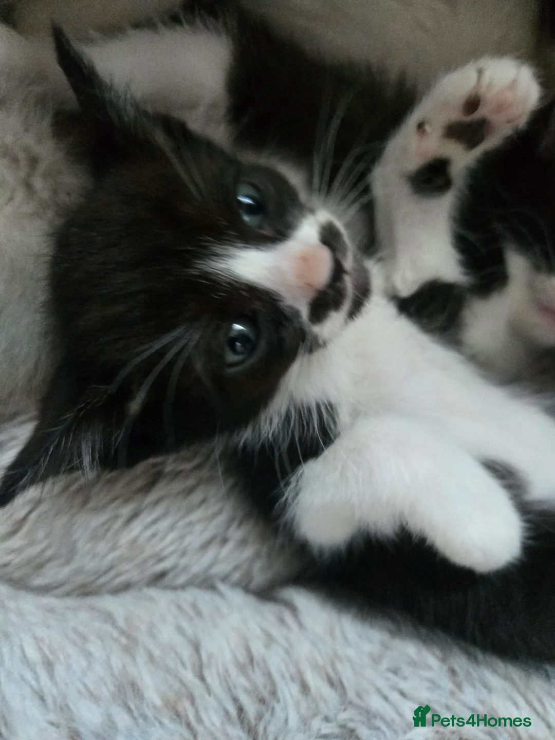 Siamese cats for sale: Beautiful siamese boys and girls  - Advert 20