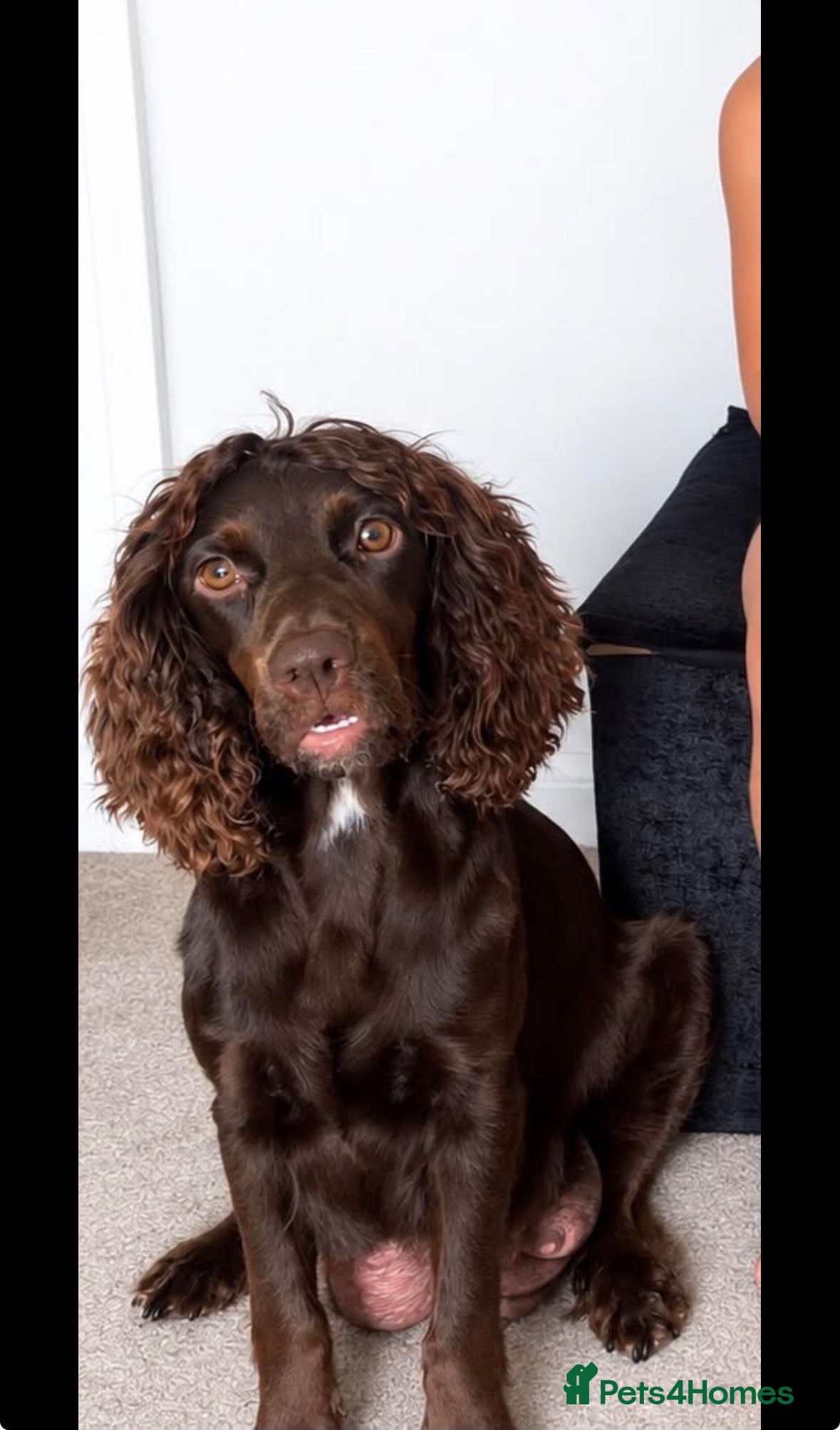 Cocker Spaniel dogs Beautiful Working x Show Cocker Spaniel Puppies  - Advert 1