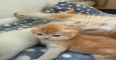 British Shorthair cats - Advert 1