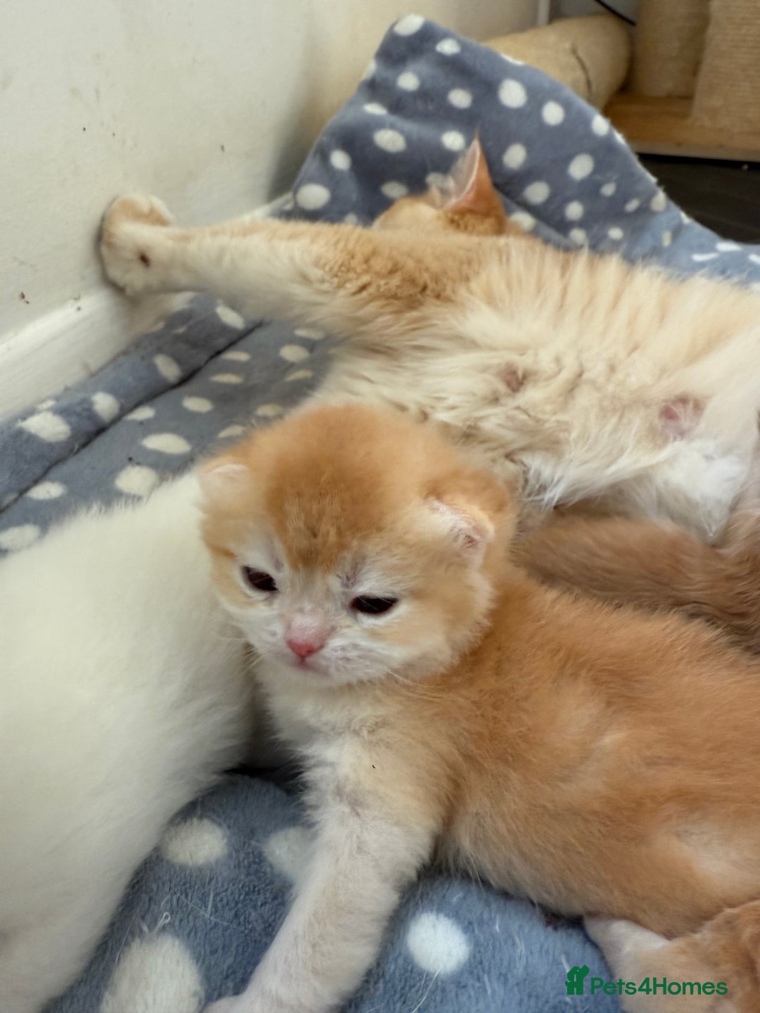 British Shorthair cats for sale: GCCFreg BSH & BLH Chocolate & Black Golden Kittens - Image 2