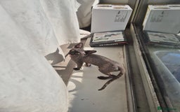 Sphynx cats for sale: Smeagol gorgeous girl sphinx cuddly and courageous - Image 7