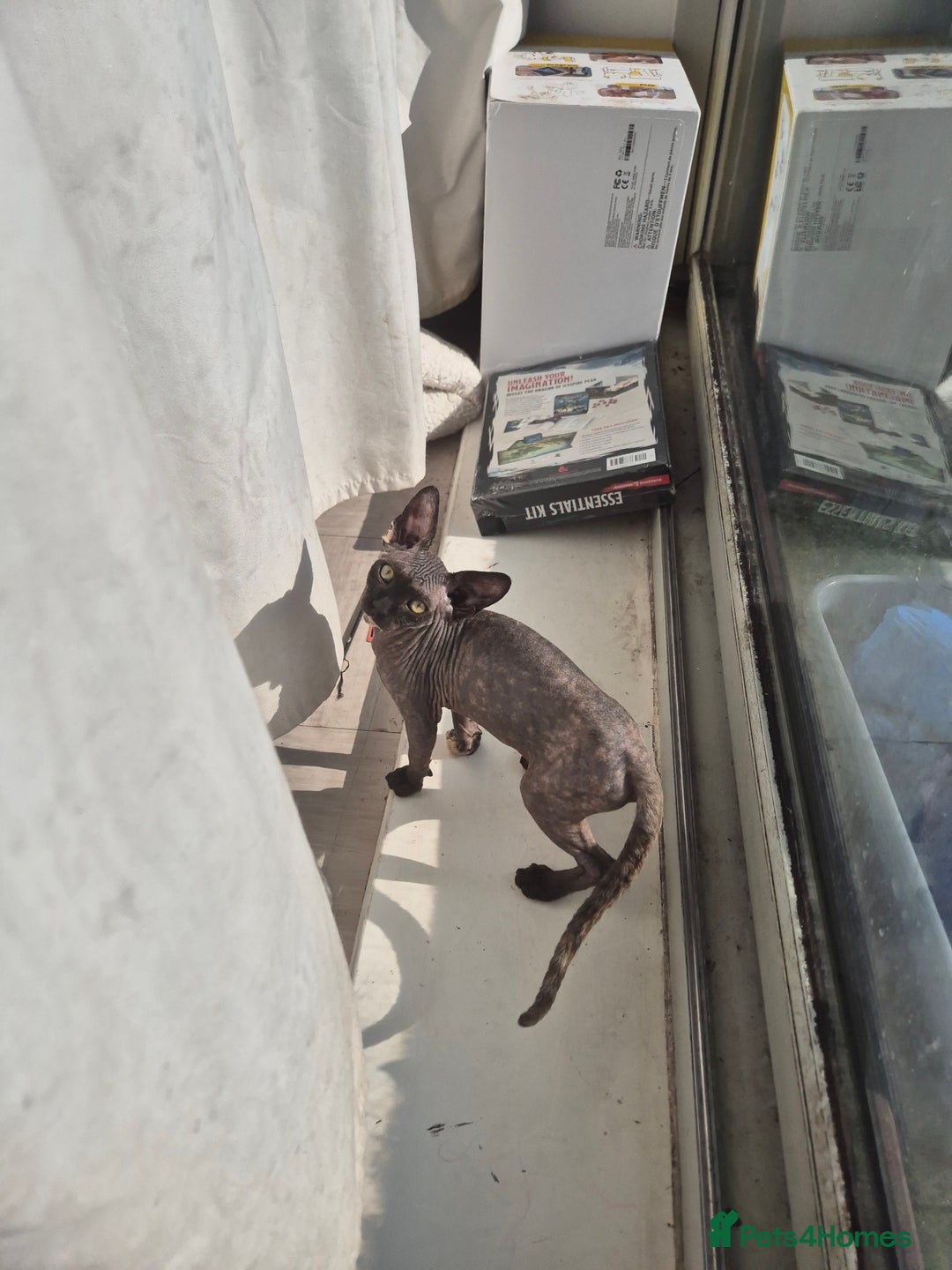 Sphynx cats for sale: Smeagol gorgeous girl sphinx cuddly and courageous - Image 7