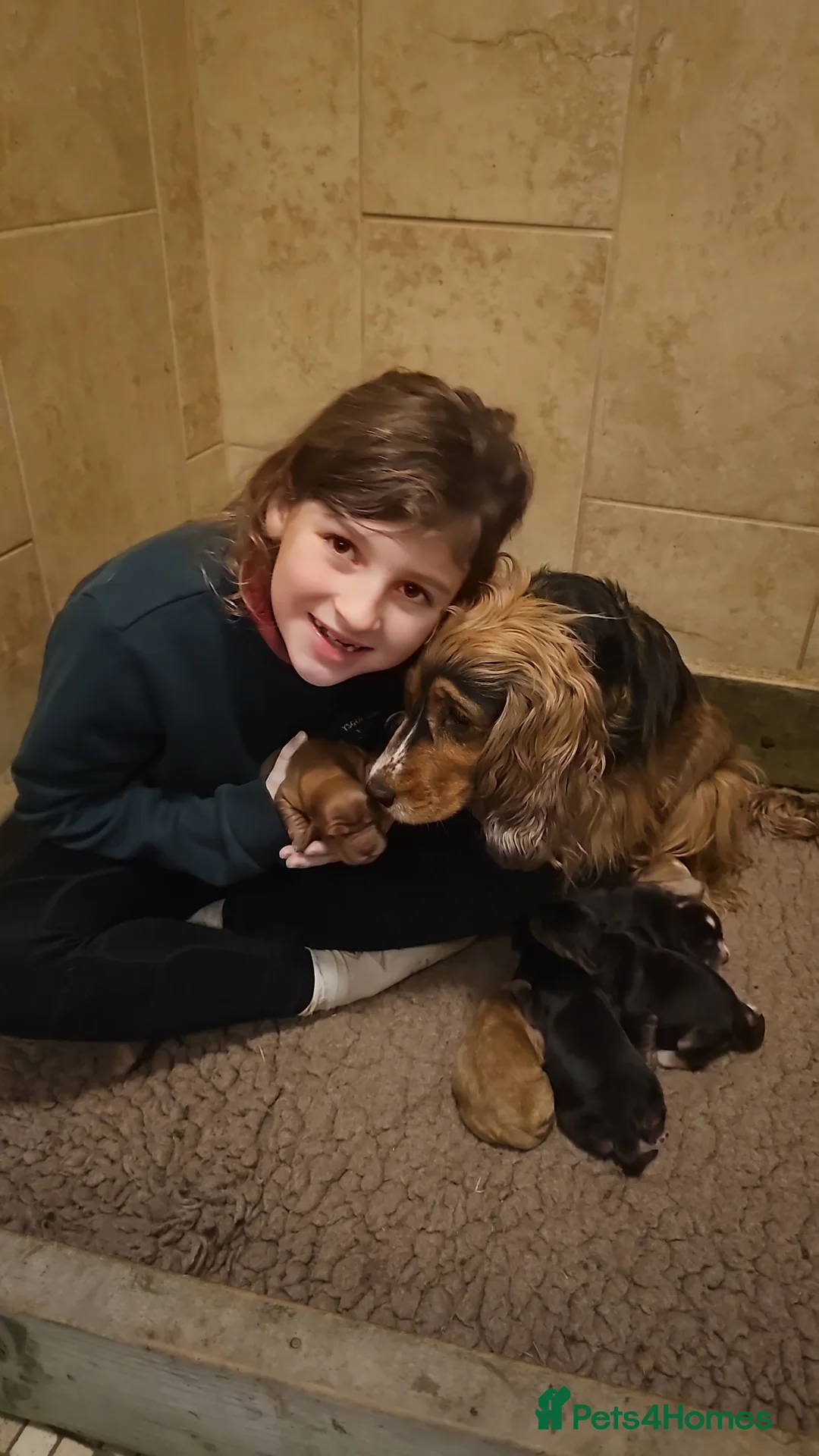 Cocker Spaniel dogs for sale: 5* Show Type Cocker Spaniels Villaspaniol Lines - Advert 3