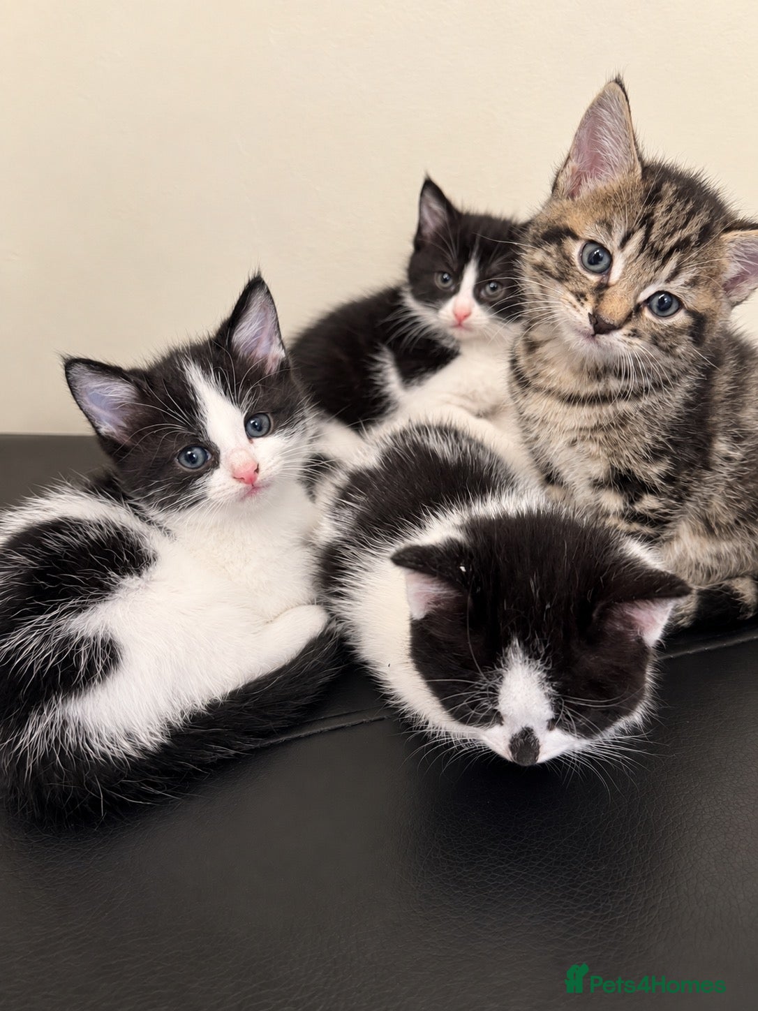 Mixed Breed cats Friendly, Cute Maincoon X Kittens  - Advert 1