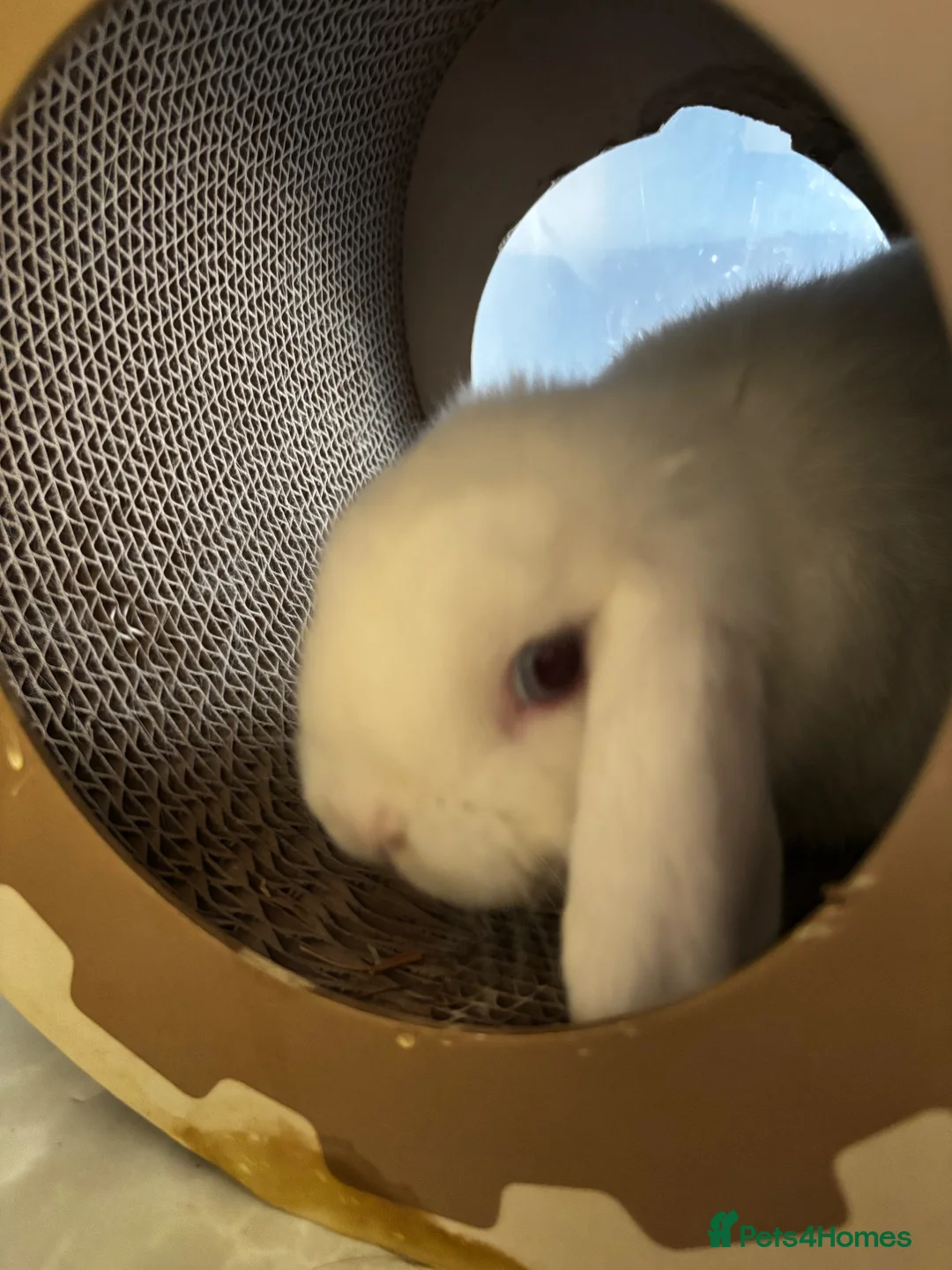 Mini Lop rabbits for sale: Björn Looking For His Forever Home in Bolton - Advert 2
