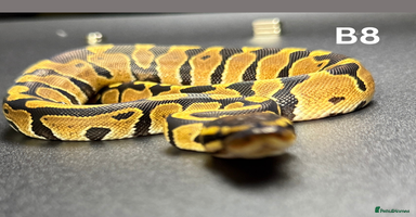 Python Snake reptiles **Only 2/3 Left ** Ball Python Hatchlings - Advert 6