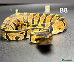 Python Snake reptiles **Only 2/3 Left ** Ball Python Hatchlings - Advert 6