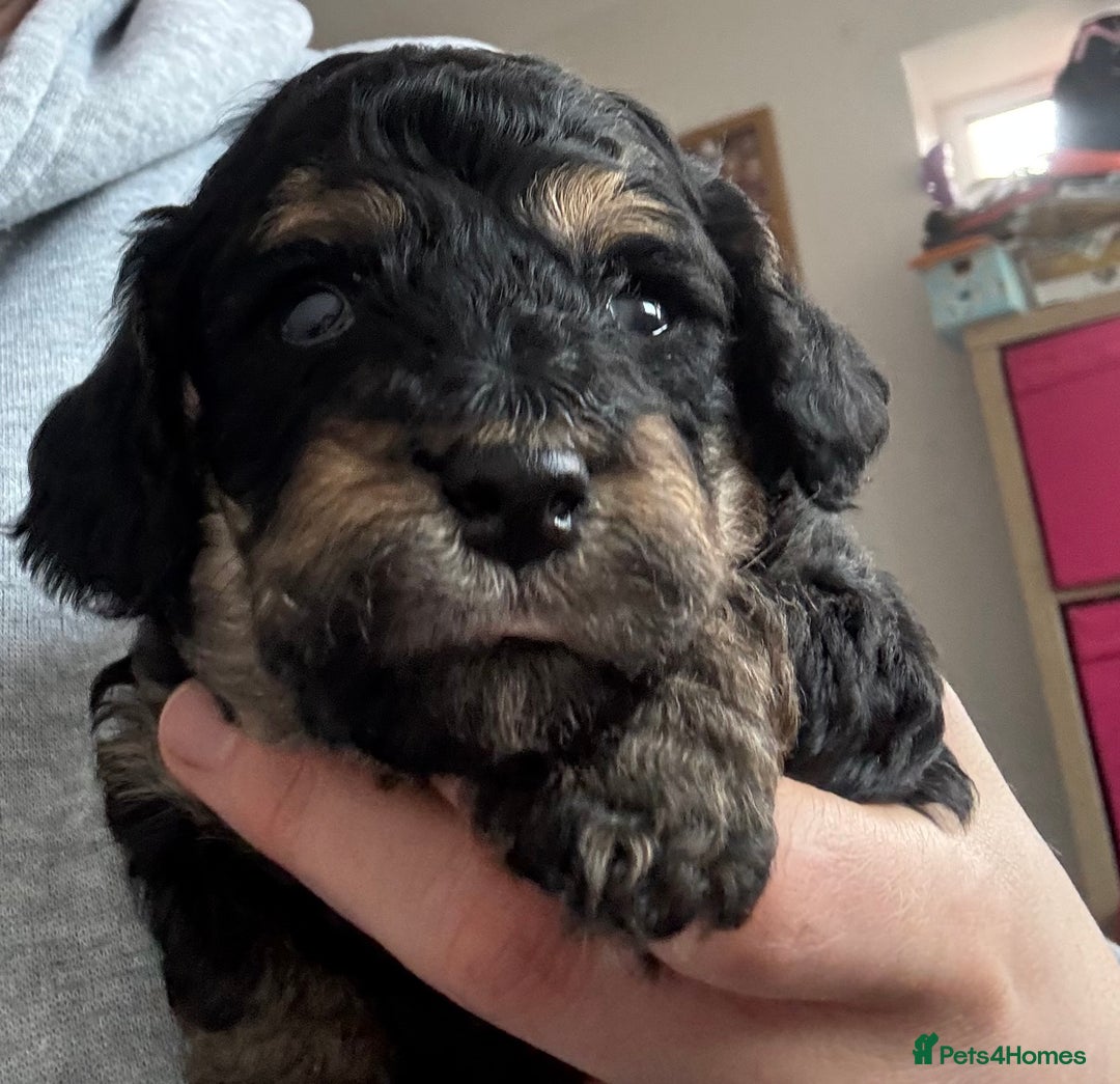 Poochon dogs for sale: Gorgeous Poochon puppies 2 girls 3 boys - Advert 7