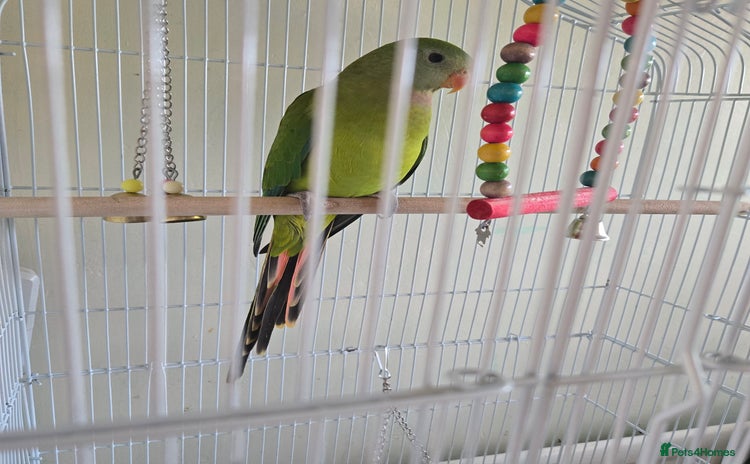 Parakeets birds - Advert 3