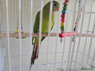 Parakeets birds - Advert 2