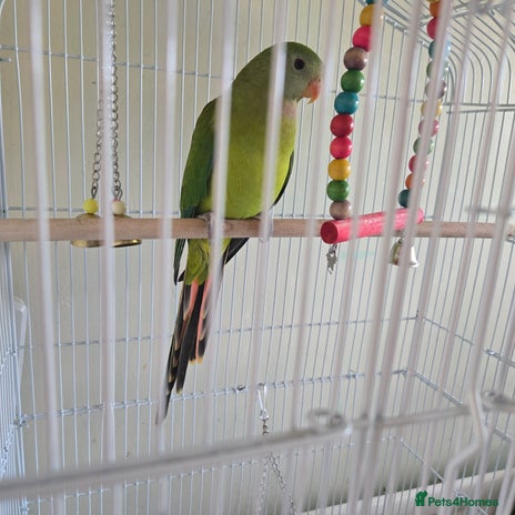 Parakeets birds - Advert 3