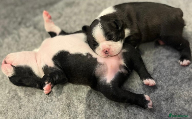 Boston Terrier dogs - Advert 1