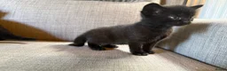 Mixed Breed cats for sale: Adorable Kittens Looking for Their Forever Homes!  - Advert 3