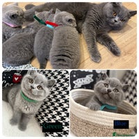 British Shorthair cats Adorable British Shorthair- 2 boys left - Advert 3