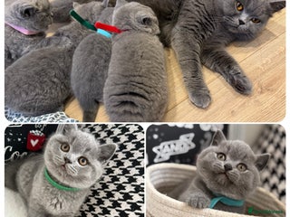 British Shorthair cats Adorable British Shorthair- 2 boys left - Advert 2