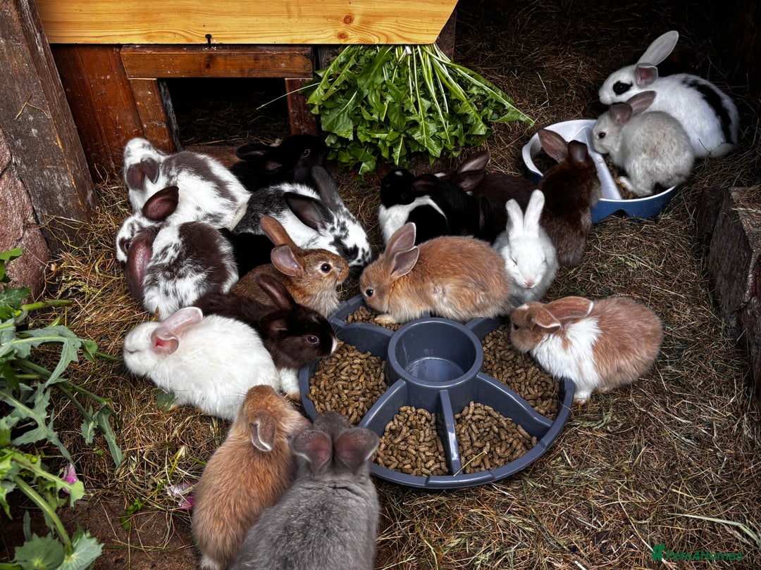 Mixed Breed rabbits for sale: Rabbits 🐇  - Advert 10