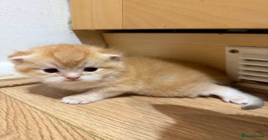 British Shorthair cats - Advert 14