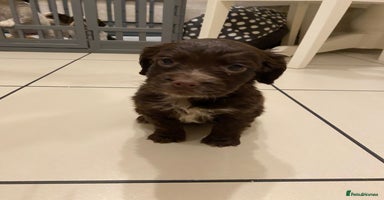 Cocker Spaniel dogs - Advert 11