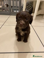 Cocker Spaniel dogs - Advert 1